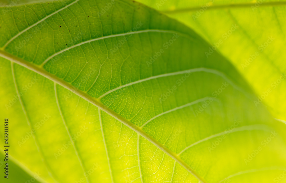 Close up of green leaf as background. Close up of green leaf as background.
