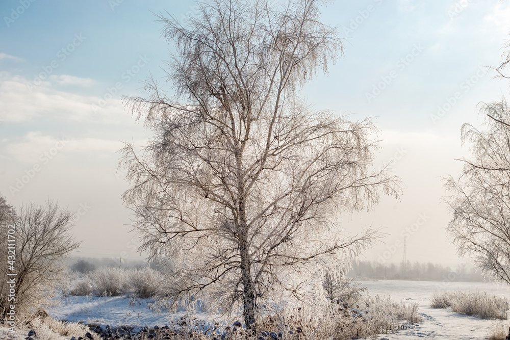 Trees and plants are covered with frost on a cold winter sunny day Trees and plants are covered with frost on a cold winter sunny day