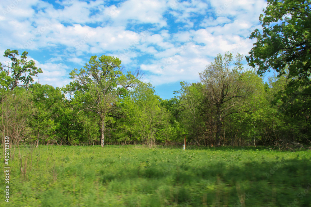 trees in the park