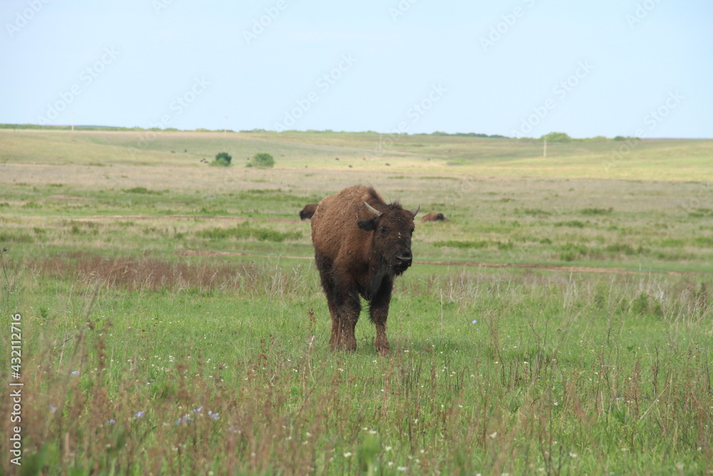 cows in the field