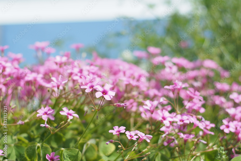 Oxalis weeds pink bloom spring