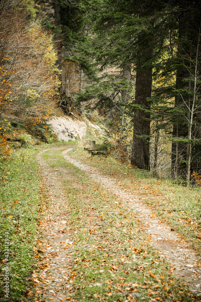 Fototapeta premium Camino otoñal