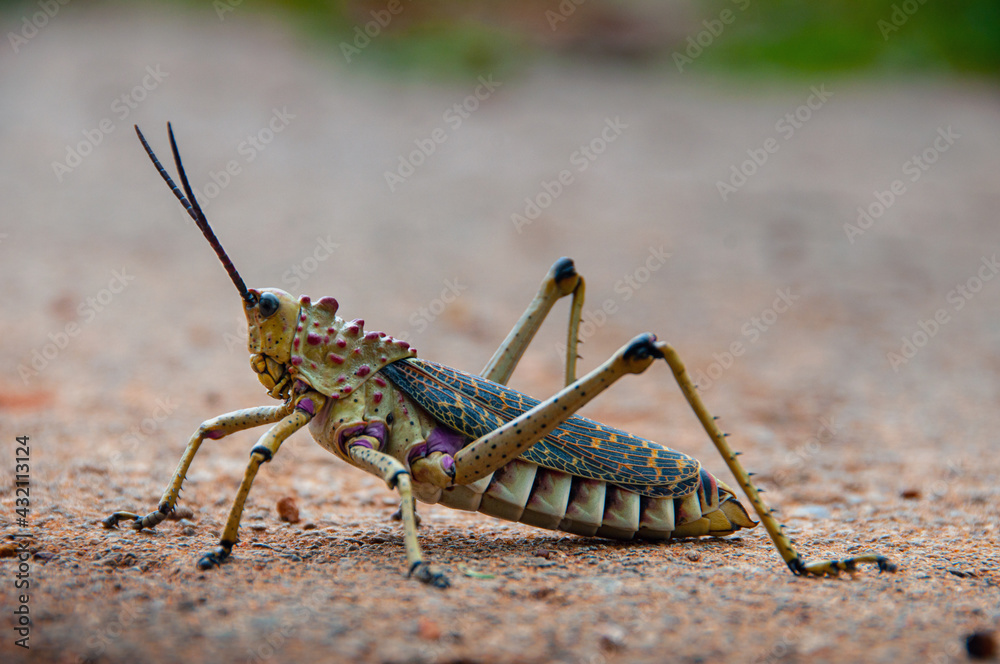 Green Grasshopper that landed on a road near the mountain Green Grasshopper that landed on a road near the mountain