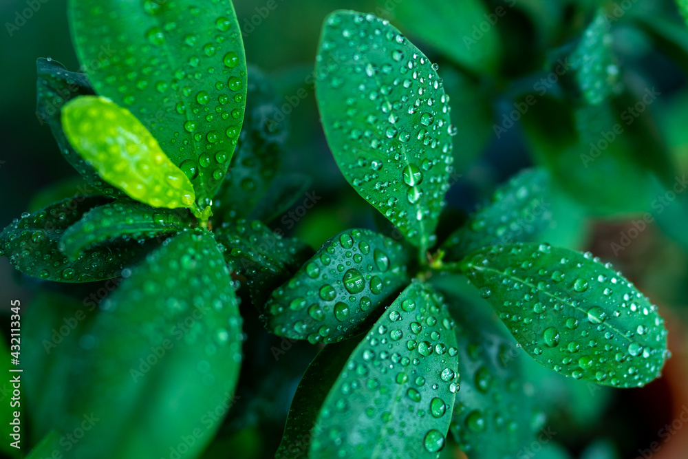 Extreme close-up with large drops of dew on a plant with green leaves in the spring season, shallow depth of field. Extreme close-up with large drops of dew on a plant with green leaves in the spring season, shallow depth of field.