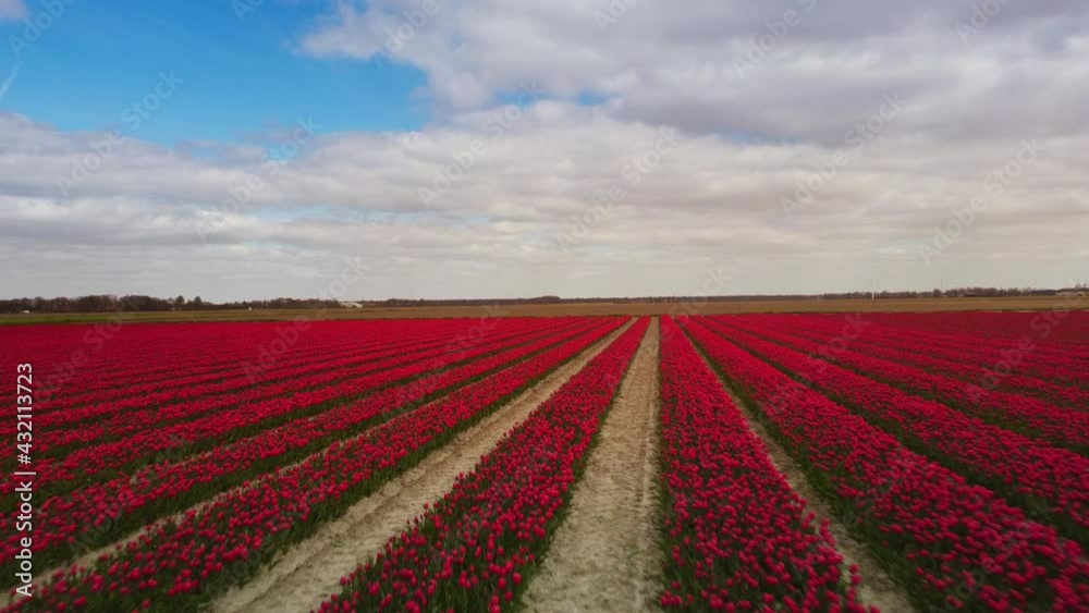 Tulips in red growing in a field during a spring day. Drone point of view from above. Flowers are one of the main export products in the Netherlands and especially tulips and tulip bulbs. Tulips in red growing in a field during a spring day. Drone point of view from above. Flowers are one of the main export products in the Netherlands and especially tulips and tulip bulbs.