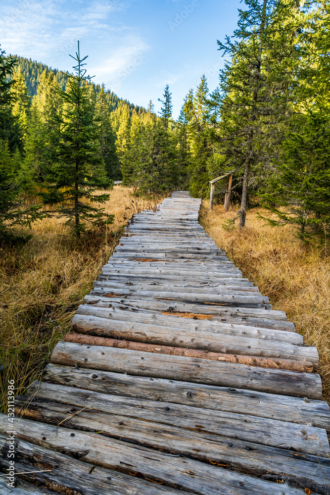 Wooden bridge that leads inside a peat bog surrounded by coniferous trees during the summer season. Wooden bridge that leads inside a peat bog surrounded by coniferous trees during the summer season.