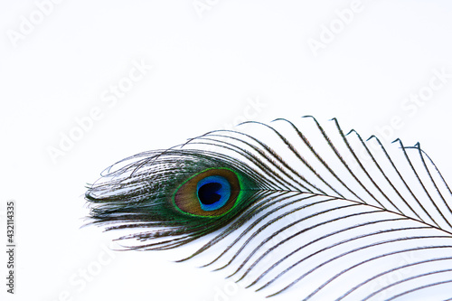 Single peacock feather isolated on white background with copy space