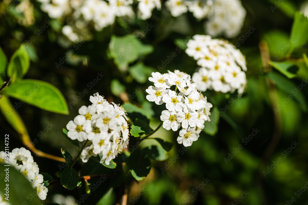 Tiny snow-white lilac flowers Lobularia maritima Alissum maritimum, sweet alissum or sweet alison, alissum genus Alissum is a species of low-growing flowering plant from the Brassicaceae family. Tiny snow-white lilac flowers Lobularia maritima Alissum maritimum, sweet alissum or sweet alison, alissum genus Alissum is a species of low-growing flowering plant from the Brassicaceae family.