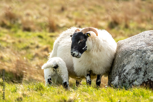 A blackface sheep family in a field in County Donegal - Ireland