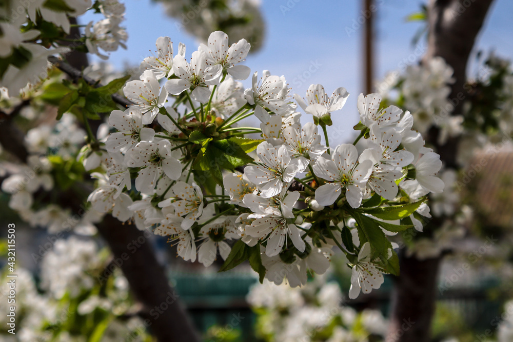 Fototapeta premium Beautiful spring