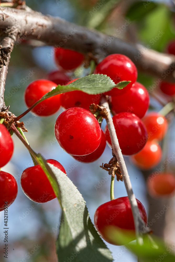 Ripe cherries hanging from a cherry tree branch. Close Up Of Cherry Fruits On A Tree Ripe cherries hanging from a cherry tree branch. Close Up Of Cherry Fruits On A Tree