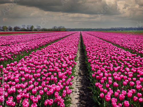 Colorful tulip fields in flevopolder, the Netherlands