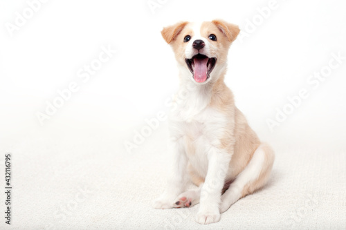 Fototapeta Naklejka Na Ścianę i Meble -  A close up portrait of a funny cute happy puppy with light hair on a white background. A place for text. Dog