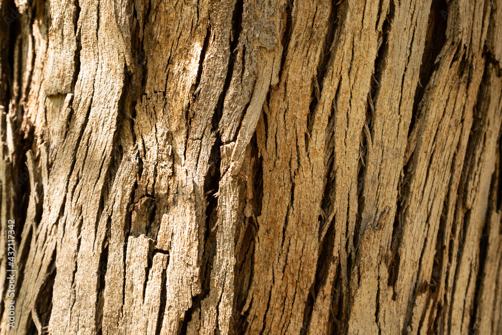 Obraz premium Tree bark texture background. Nature concept
