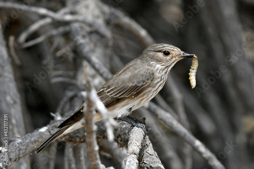 Grauschnäpper (Muscicapa striata) mit erbeuteter Käferlarve // Spotted flycatcher with prey photo