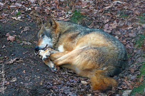 Close-up of an adult wolf sleeping in a hole in the forest. photo