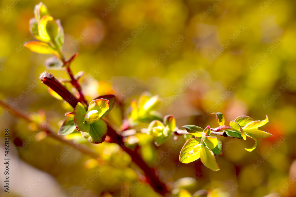 Close-up on a young green branch of an apple tree or bush that blooms in the spring in a garden or park. Close-up on a young green branch of an apple tree or bush that blooms in the spring in a garden or park.