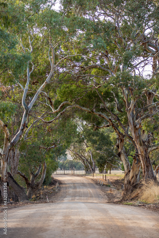 An country gravel road with beautiful treeson either side at Normanville south australia on may 3rd 2021 An country gravel road with beautiful treeson either side at Normanville south australia on may 3rd 2021