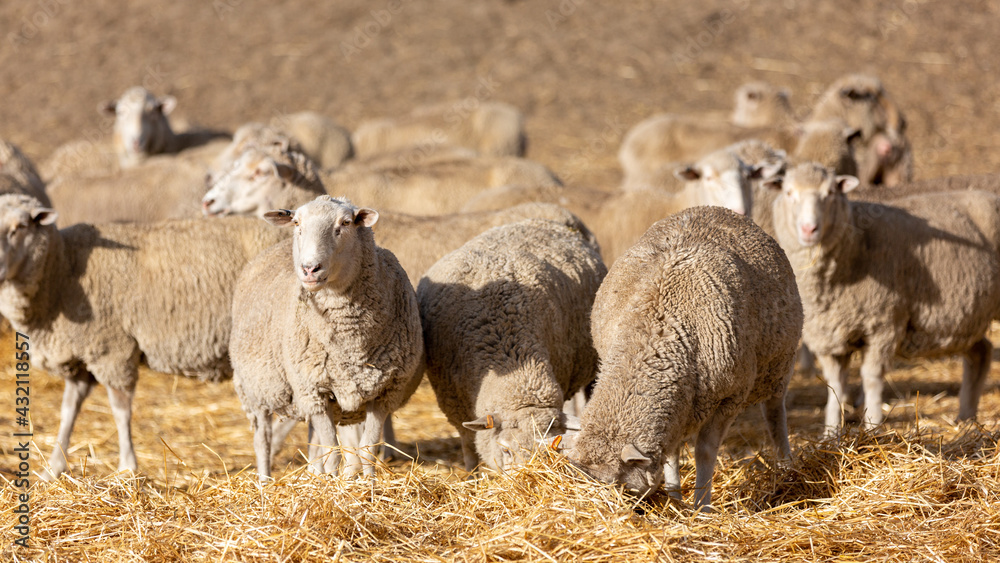 A flock of sheep feeding in a paddock in Normanville south australia on may 3rd 2021