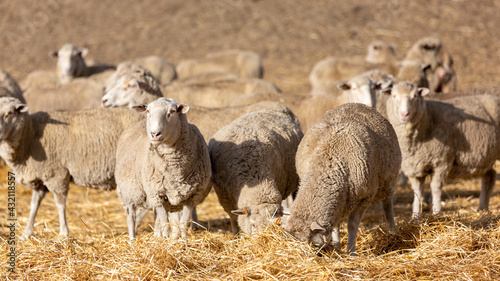 Obraz na płótnie A flock of sheep feeding in a paddock in Normanville south australia on may 3rd 2021 w salonie