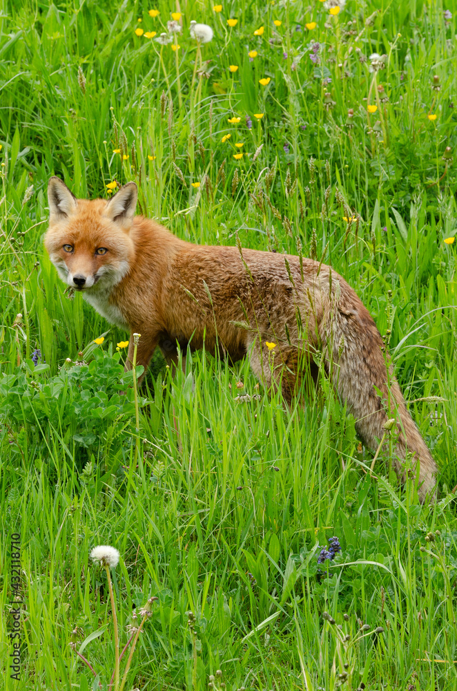 Fototapeta premium Fuchs in der freien Natur