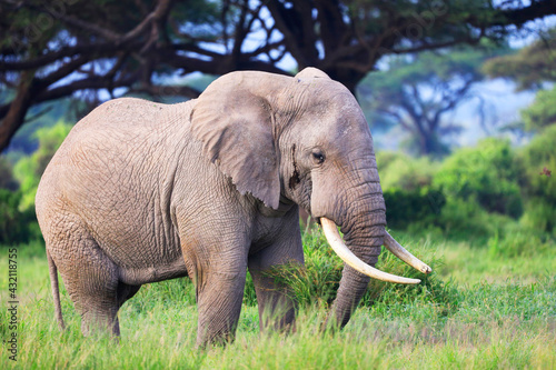 Elephants in Amboseli Nationalpark  Kenya  Africa .
