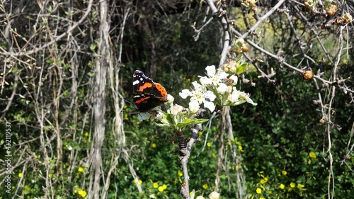 .Black - white - orange color butterfly and a honey bee on a Pyrus amygdaliformis tree flowers a sunny day. photo