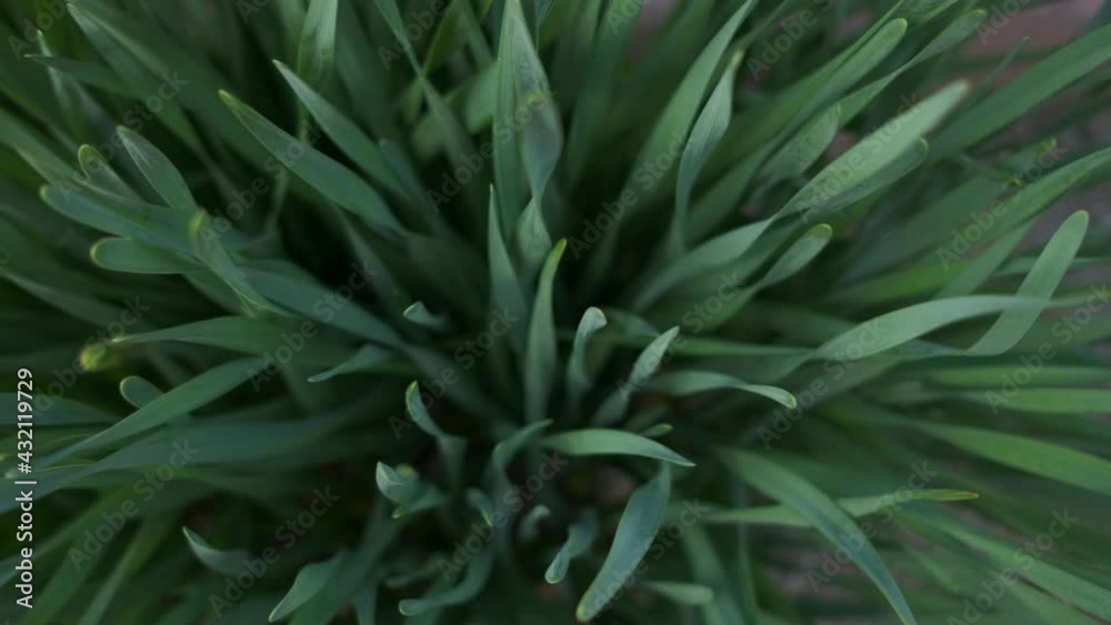 Looking down at a vibrant green plant. Looking down at a vibrant green plant.