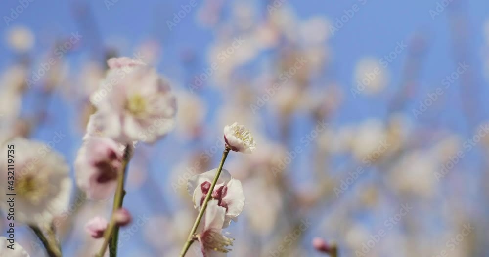 Beautiful Sakura and Plum trees under blue sky. Beautiful Sakura and Plum trees under blue sky.