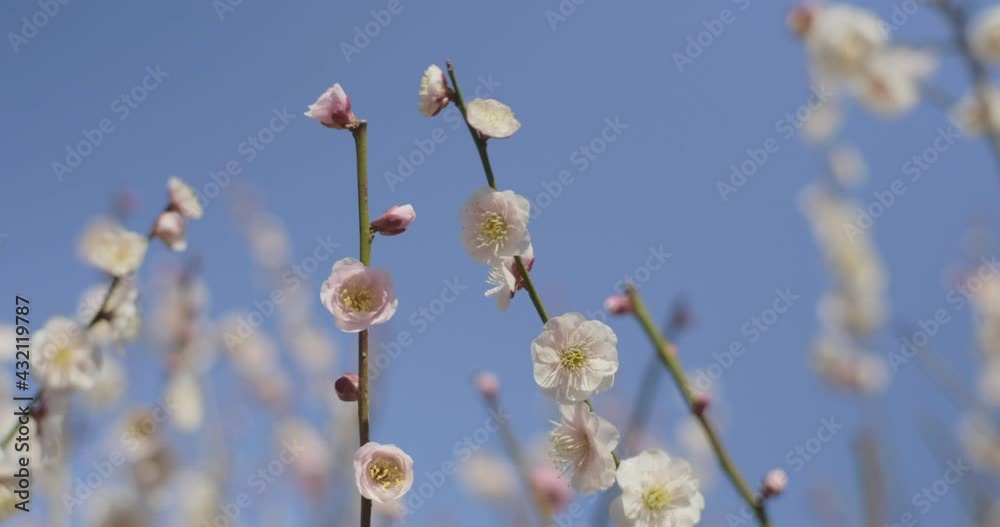 Beautiful Plum flowers under blue sky. Beautiful Plum flowers under blue sky.