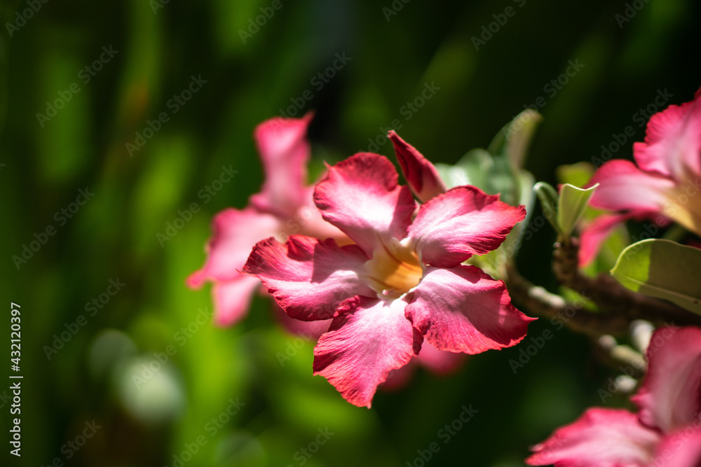 Adenium obesum pink tropical flowers with green leaves in tropical garden Adenium obesum pink tropical flowers with green leaves in tropical garden