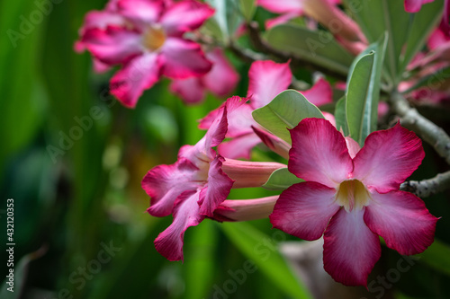 Adenium obesum pink tropical flowers with green leaves in tropical garden