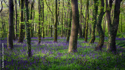 Bluebell wood Cornwall England uk  photo