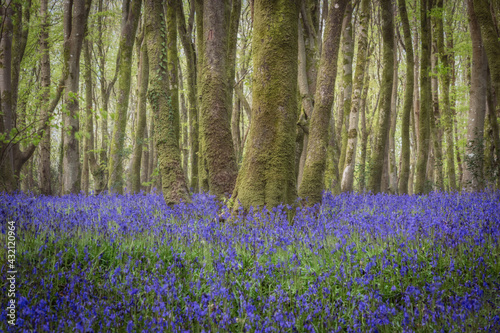 Bluebell wood Cornwall England uk 