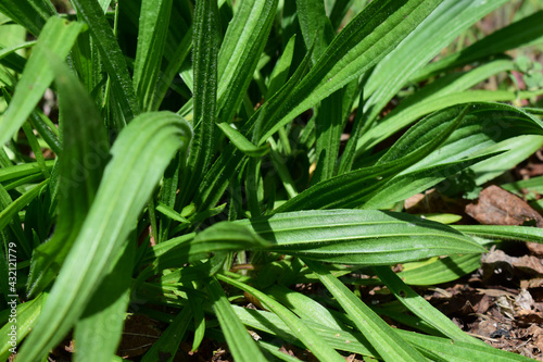 Spitzwegerich, Plantago lanceolata, Blätter einer Pflanze im dichten Wuchs