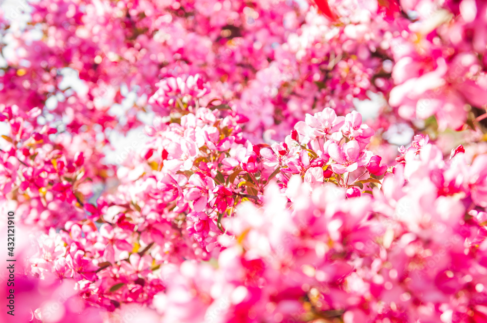 Apple tree in bloom. Pink floral background