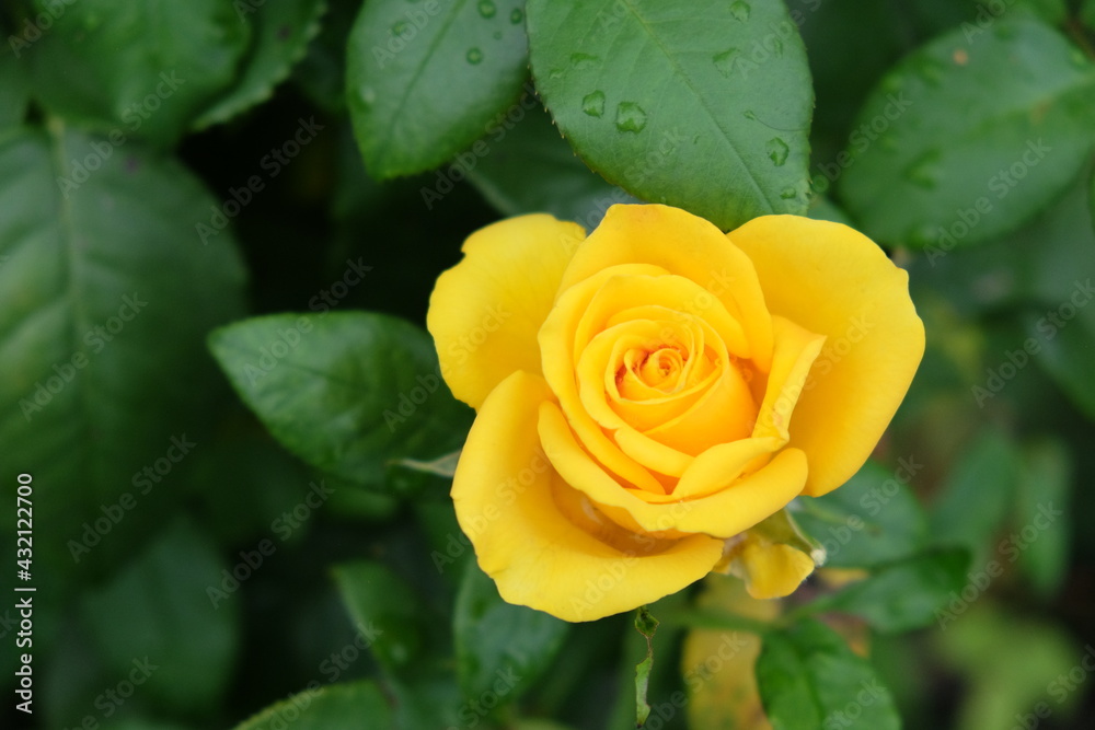 One yellow rose flower, close-up. Beautiful flower with yellow petals. One yellow rose flower, close-up. Beautiful flower with yellow petals.