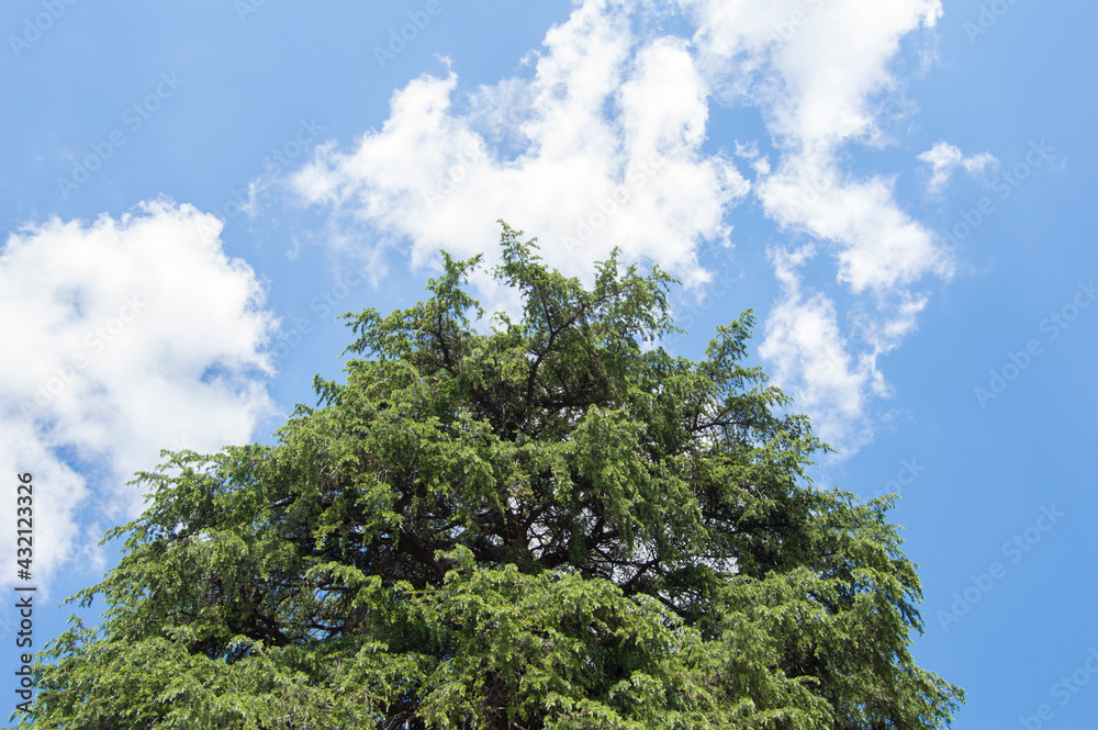 Obraz premium silhouetted cedar canopy over sky with white clouds
