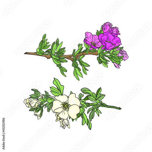 Illustration of a flowering branch isolated by a liner. Flower for printing on a printer, blank for designers, florists, coloring