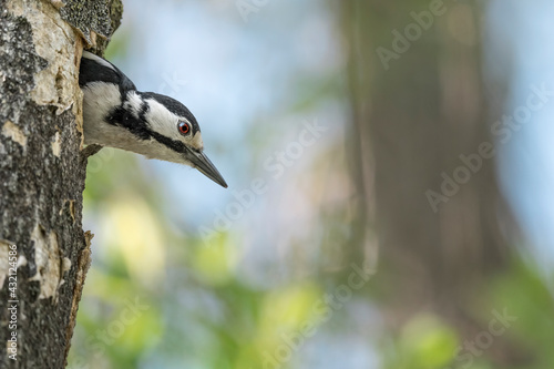 Great spotted woodpecker female comes out its nest (Dendrocopos major)