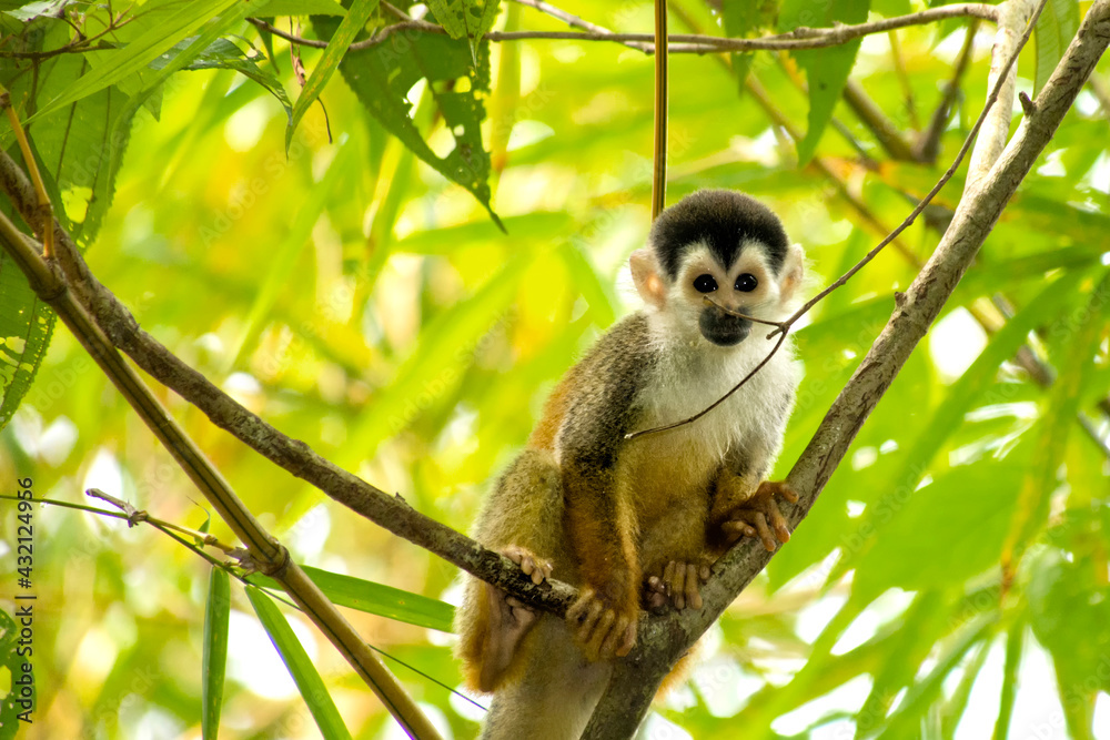 Obraz premium Central American Squirrel Monkey, Saimiri oerstedii, Tropical Rainforest, Corcovado National Park, Osa Conservation Area, Osa Peninsula, Costa Rica, Central America, America