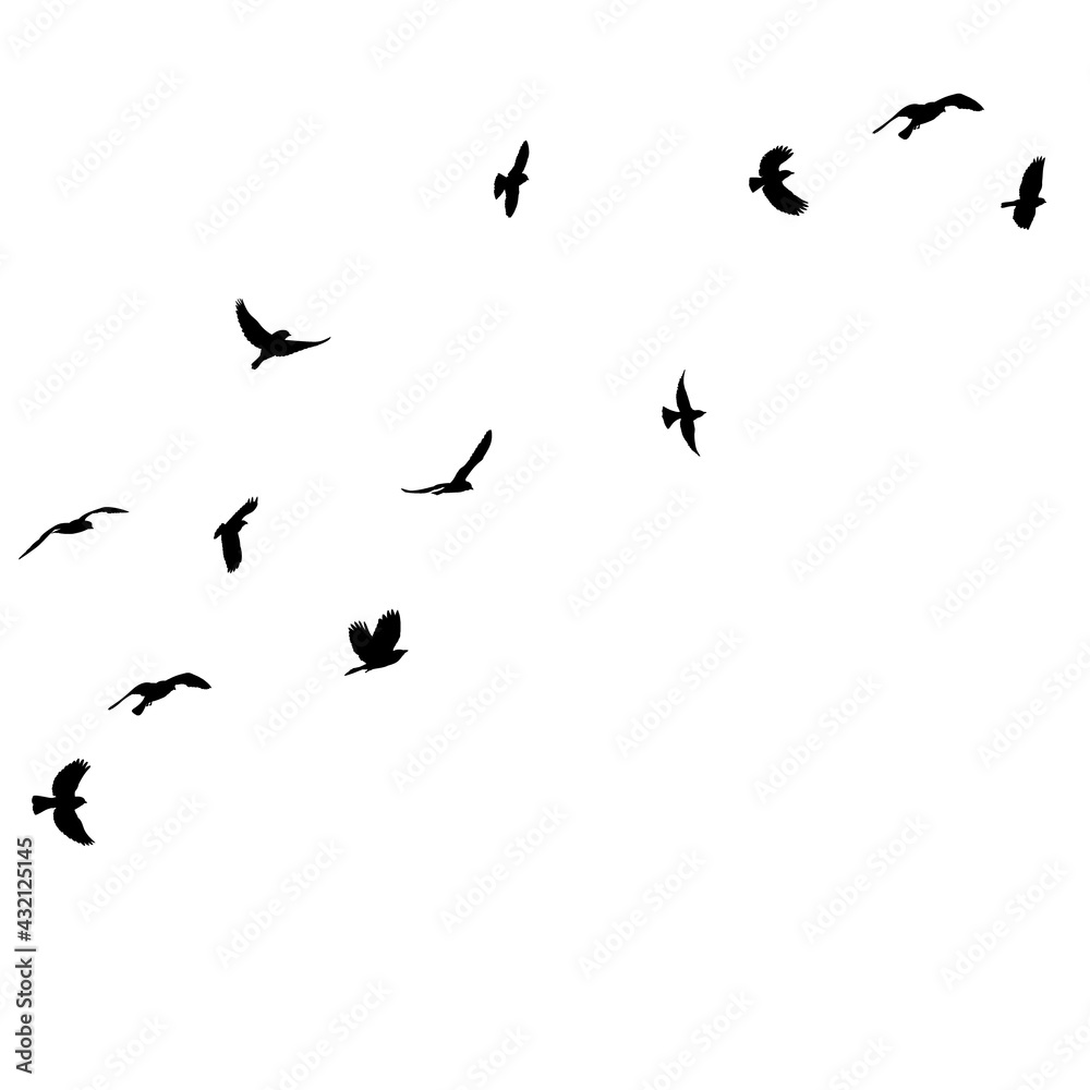 isolated black silhouette of a flying flock of birds isolated black silhouette of a flying flock of birds
