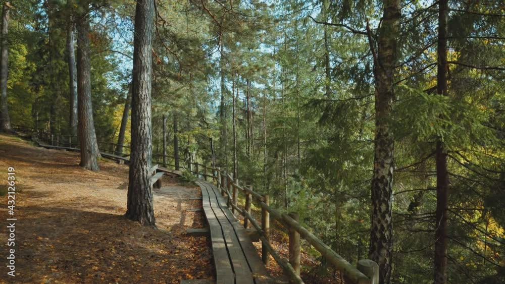 Walk through the forest in the Gauja National Park Walk through the forest in the Gauja National Park