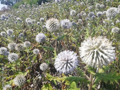 dandelions in the field
