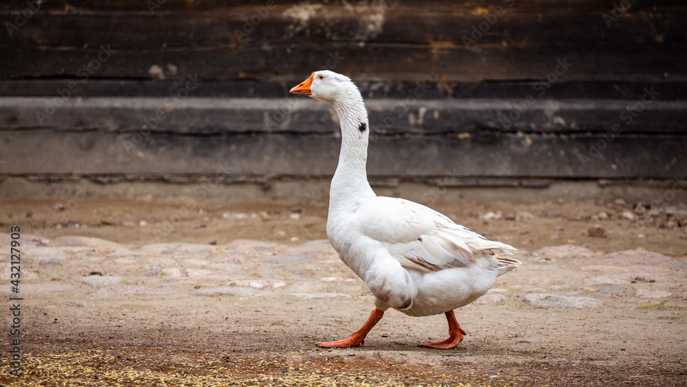 A white domestic goose walks around a rural farmyard. Ecological poultry farming. Picture taken on a cloudy day, soft light. A white domestic goose walks around a rural farmyard. Ecological poultry farming. Picture taken on a cloudy day, soft light.