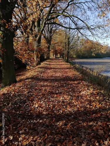 autumn in the park