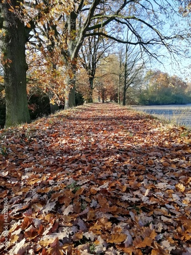 autumn in the park