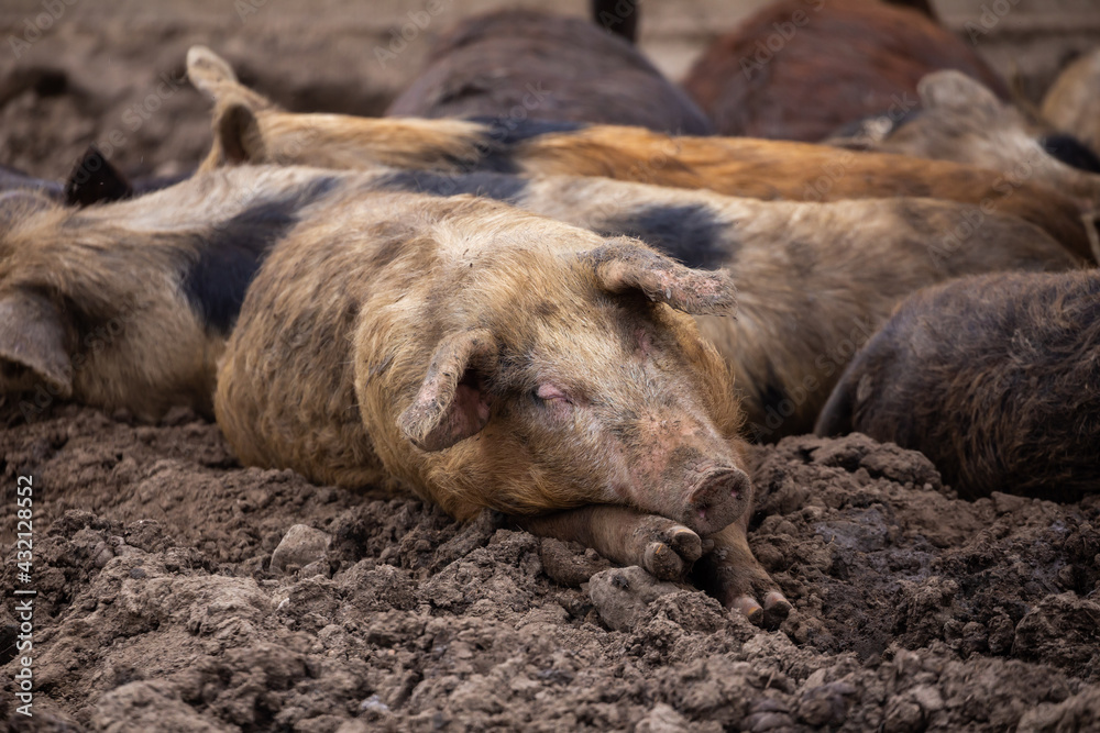 Obraz premium Happy pigs lying in the mud in the yard. Soft light, cloudy day.