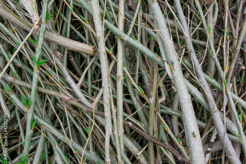 Felled tree branches. Woodworking. Wallpapper. Lines pattern.