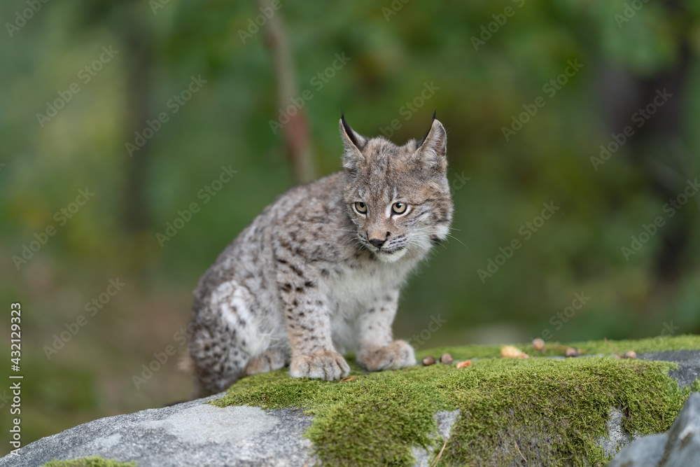 Obraz premium Lynx in green forest with tree trunk. Wildlife scene from nature. Playing Eurasian lynx, animal behaviour in habitat. Wild cat from Germany. Wild Bobcat between the trees